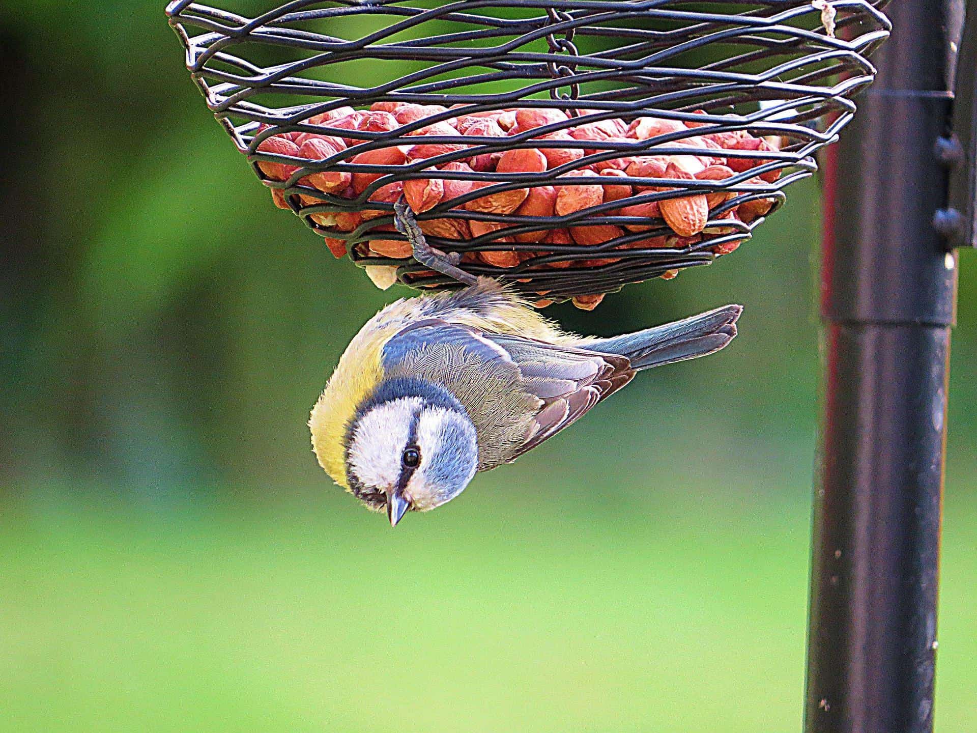 Vogels Voeren Met Pindakaas Wat Moet Je Weten