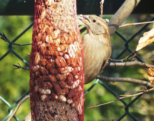 zelf pindaslinger maken