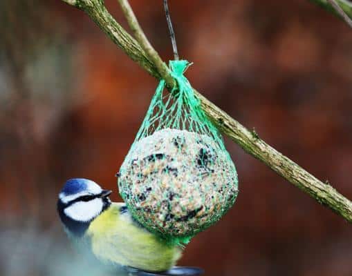 zelf vetbollen maken