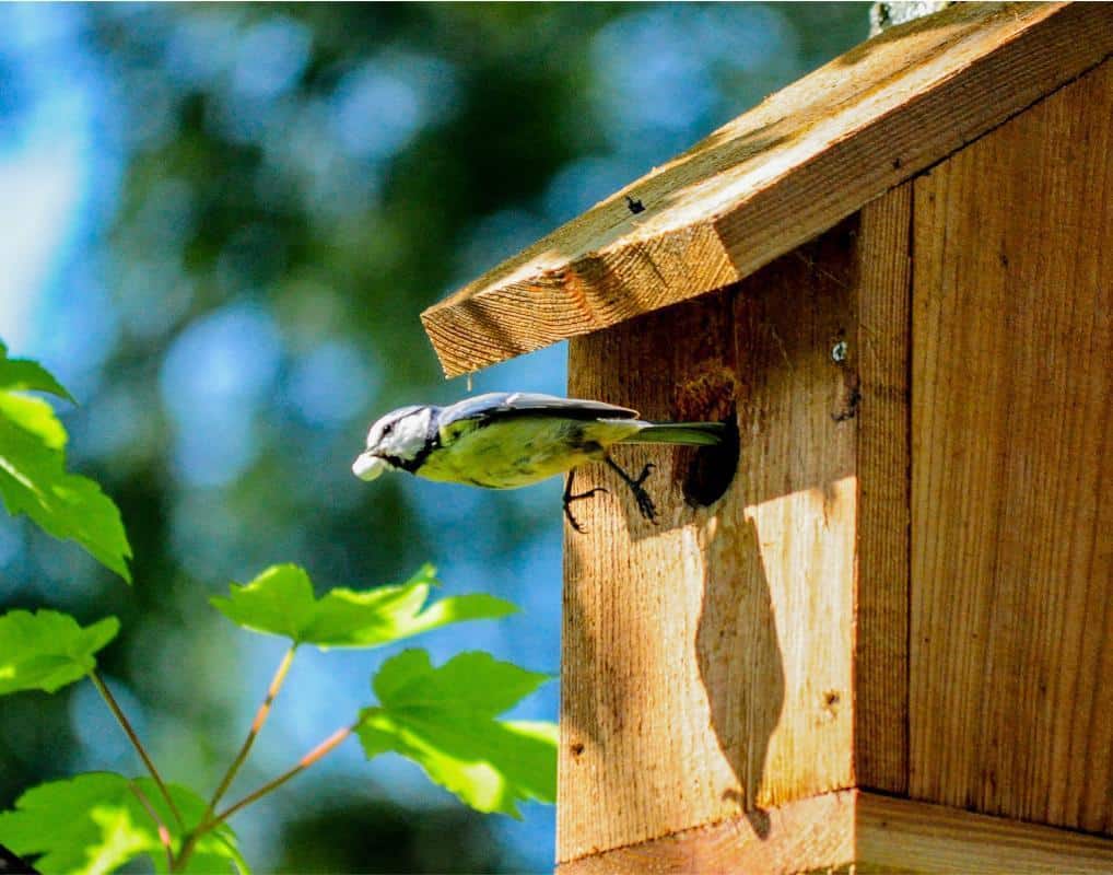 Waarom een nestkastje in de tuin?