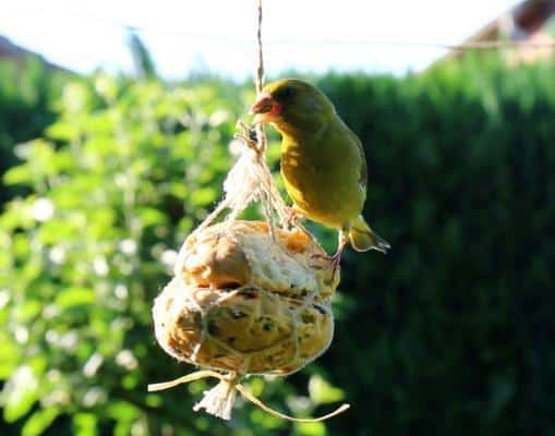 zelf vogelvoer maken met kinderen