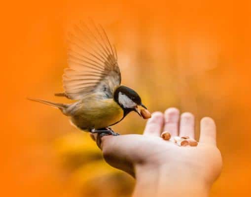 Waarop letten bij vogels voeren?