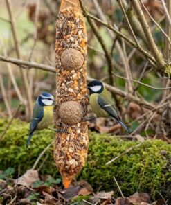 Twee vogels eten zaden in de wintertuin.