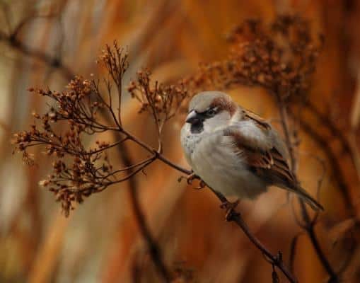 Wat te doen met een vogelnest in je tuin?