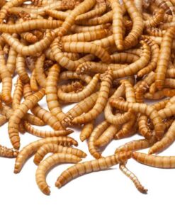 Gedroogde meelwormen op witte achtergrond.