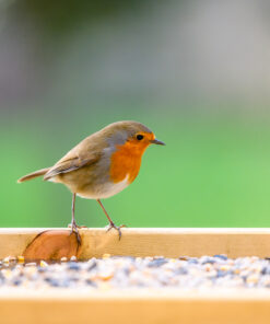 Roodborstje op voederbak met zaden.