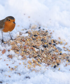 vogels strooivoer meelwormen roodborstje