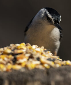 Vogel eet zaden in de natuur.
