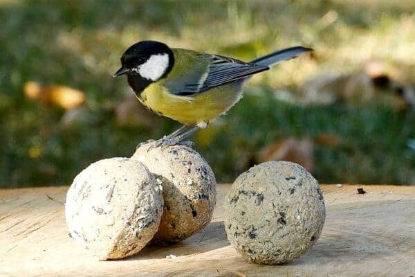 Wat te doen met koolmeesjes in je tuin?