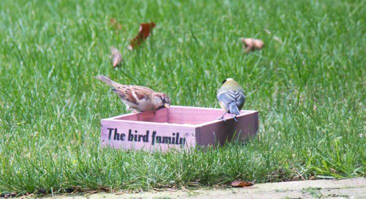 Wat is universeel vogelvoer precies?