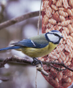 Alternative view of Premium gepelde pinda’s voor vogels