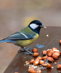 Vogel eet noten op houten tafel.