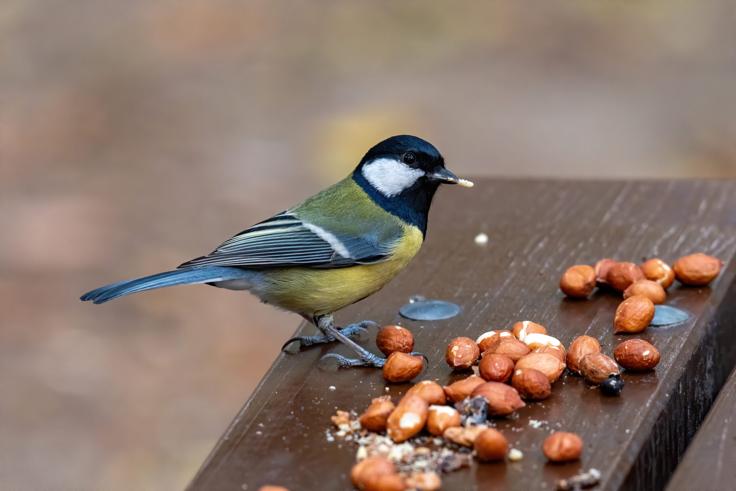 Vogel eet noten op houten tafel.