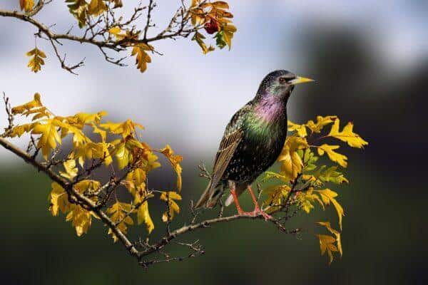 tips voor vogels in je tuin houden
