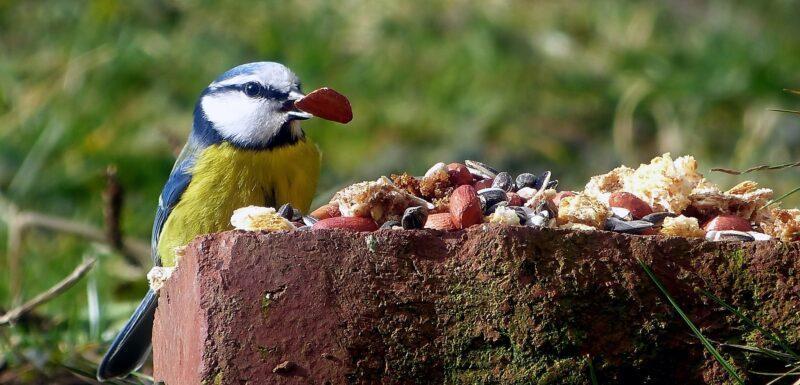 De verschillen tussen een pimpelmees en een koolmees