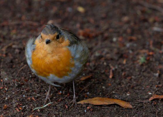 roodborstje op de grond