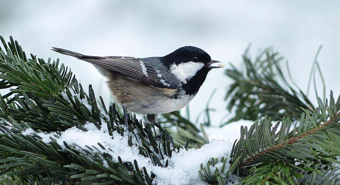 vogels in de sneeuw