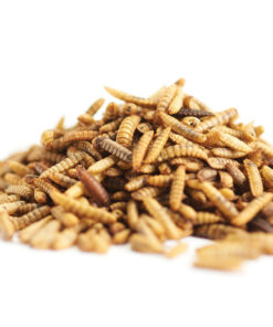 Gedroogde meelwormen, stapelvoer duurzame eiwitbron.