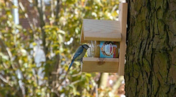 vogelpindakaas vogelvoer kopen pimpelmees