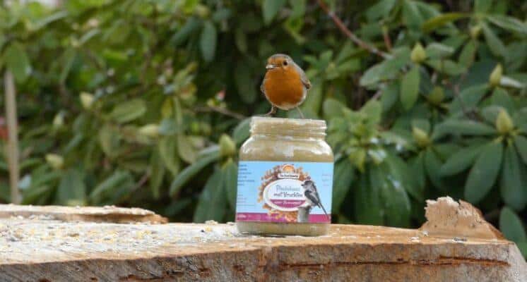 vogels voeren met pindakaas