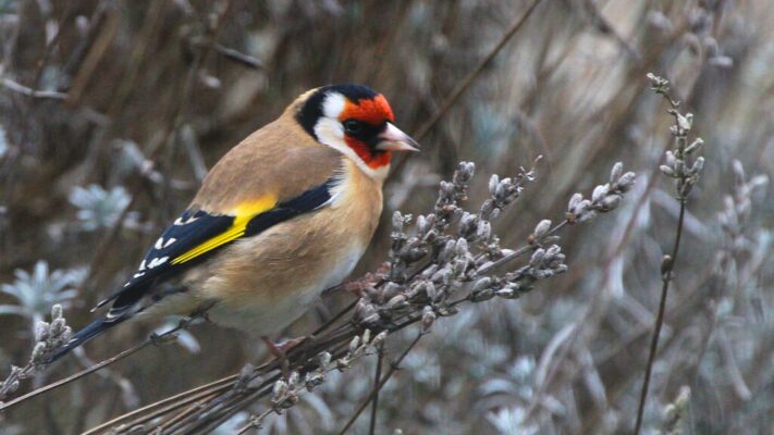 vogels de herfst doorhelpen