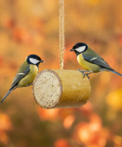 Twee vogels bij bamboe feeder hangend vogelvoer in herfstomgeving.