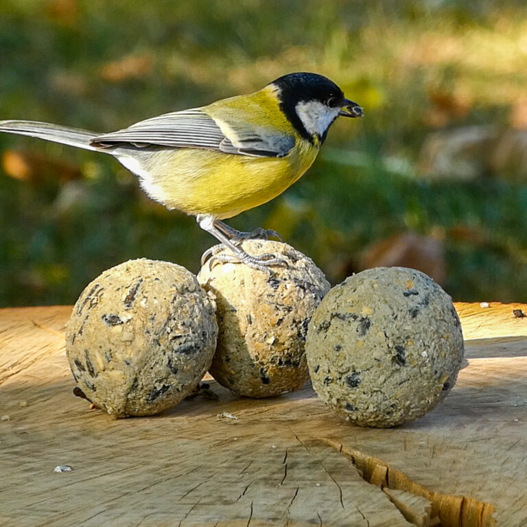 Vogelvoer, de beste voeding voor uw vogel