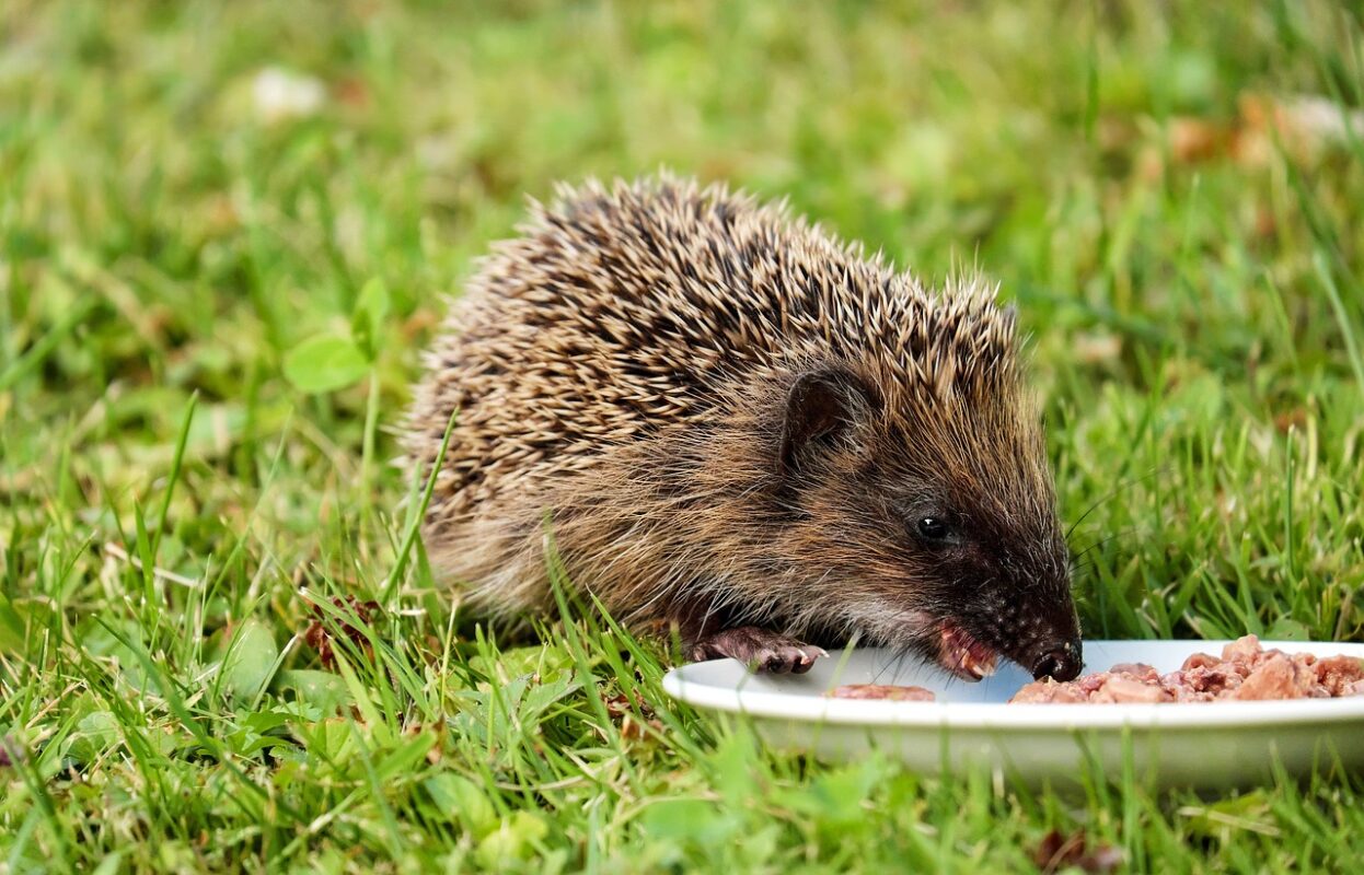 wat eten egels graag