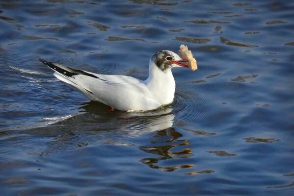 watervogel