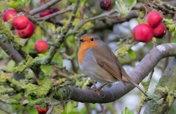 vogels voeren op het balkon