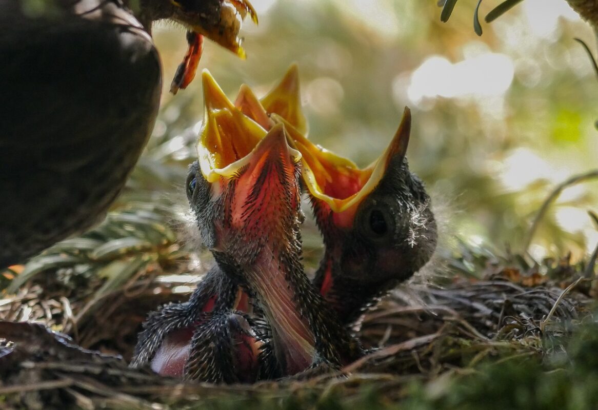 jonge vogels in de tuin