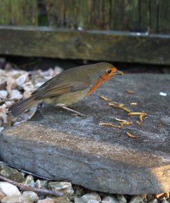 roodborstje eet meelwormen gedroogd op een houten plank