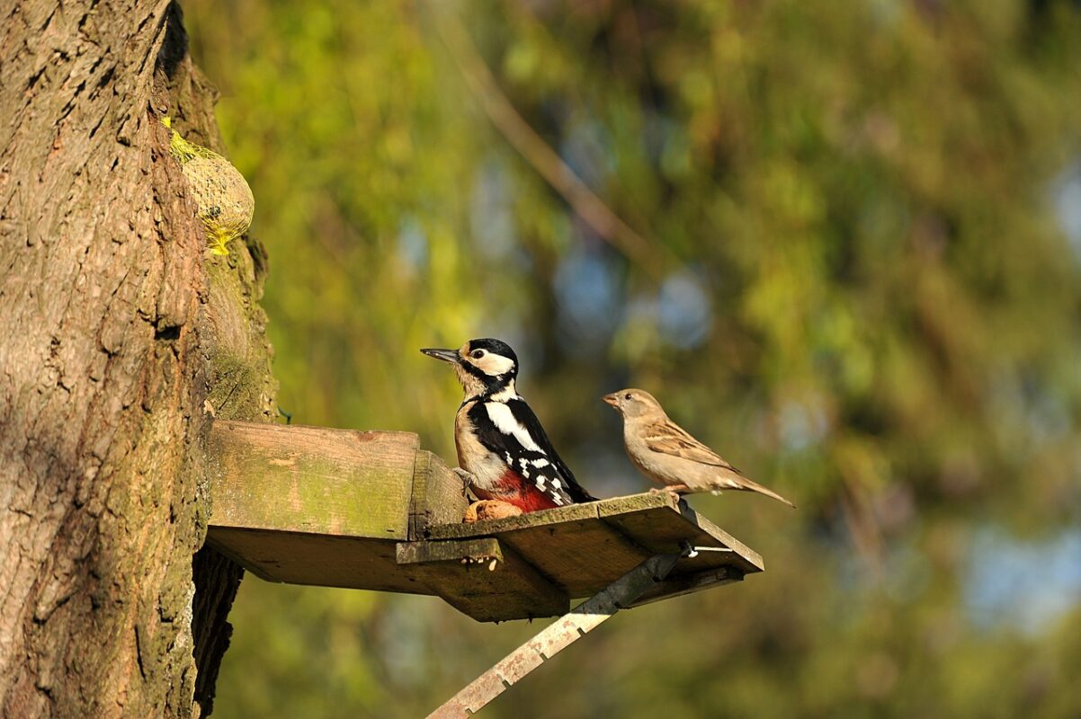 vogels spotten