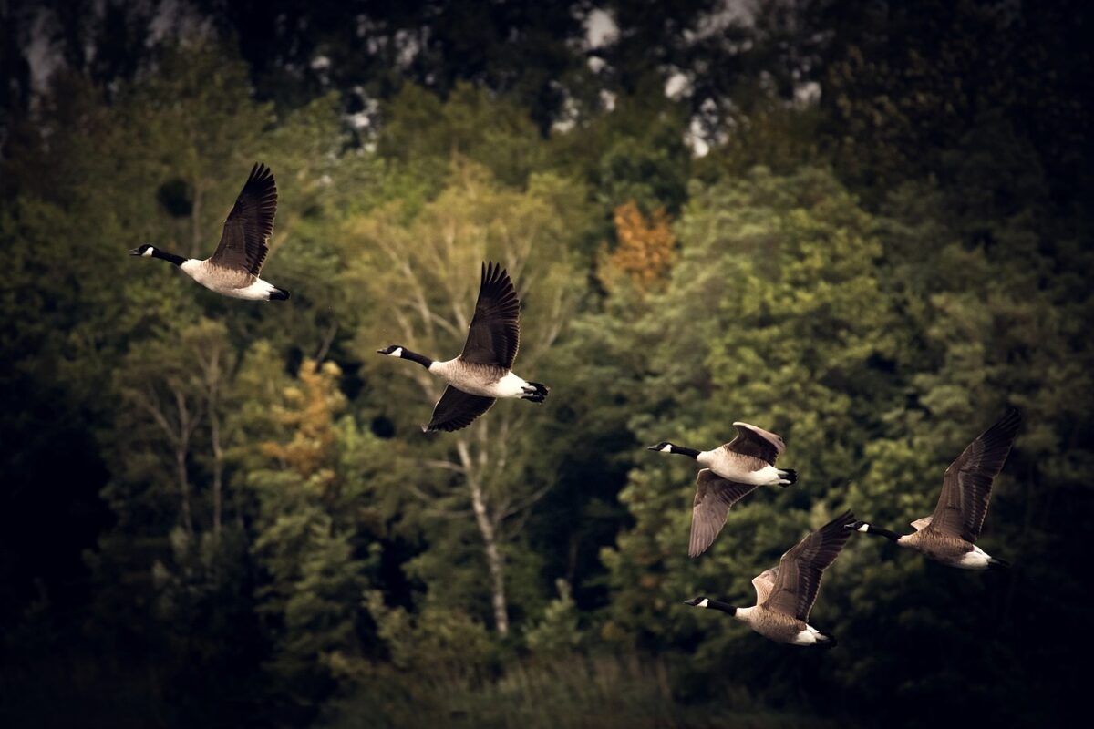 vogeltrek