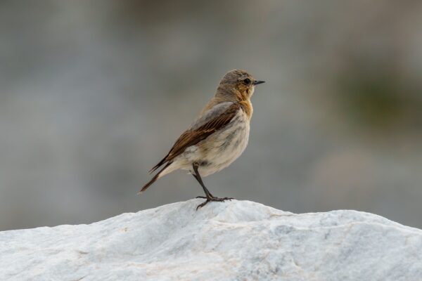 gedroogde meelwormen