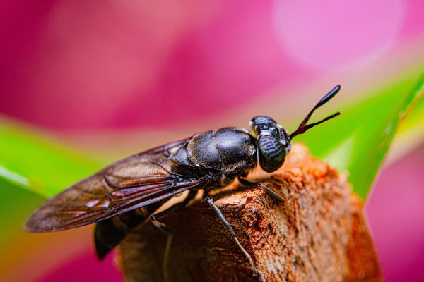black soldier fly