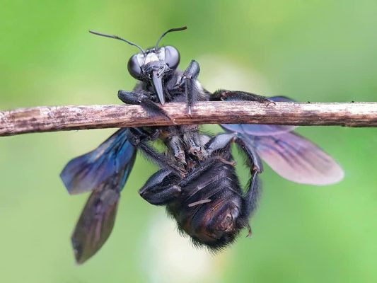zwarte soldatenvlieg