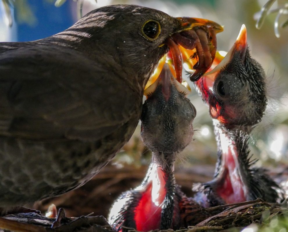 wat eten vogels in de natuur