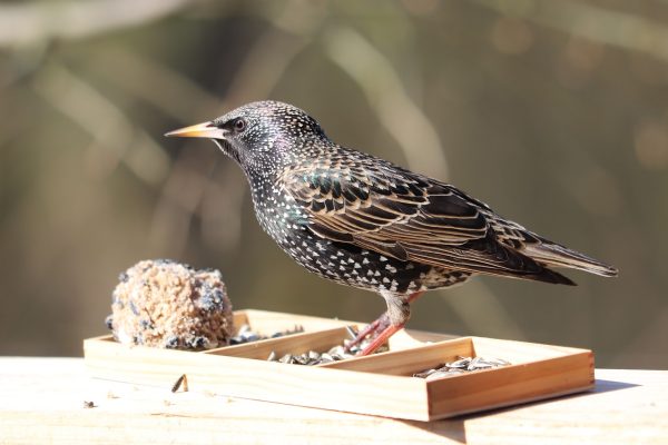 Spreeuw eet van vogelvoederstation in natuur.