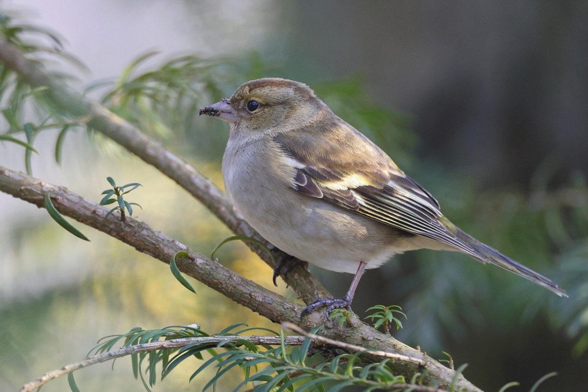 Vink vogel op tak in natuur.