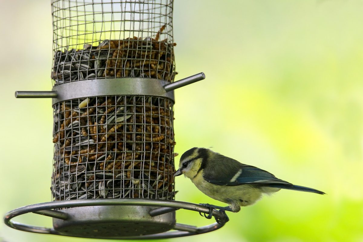 Pimpelmees eet bij vogelvoederstation.