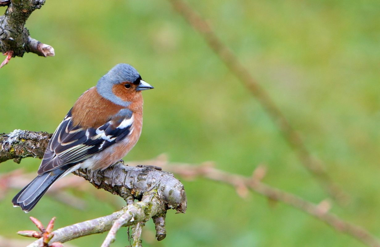 Vink zittend op tak in de lente