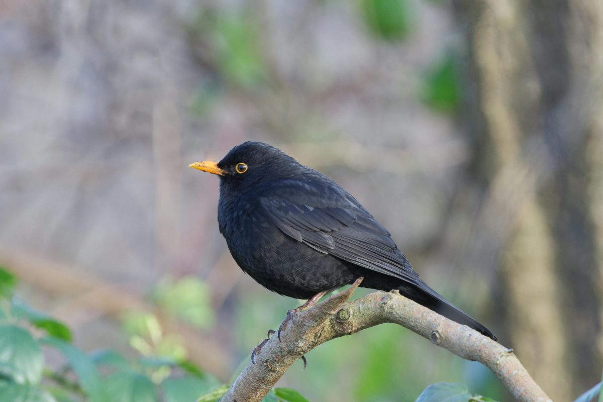 Zwarte merel zittend op tak.