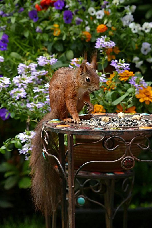 Eekhoorn eet op mozaïek tuintafel.