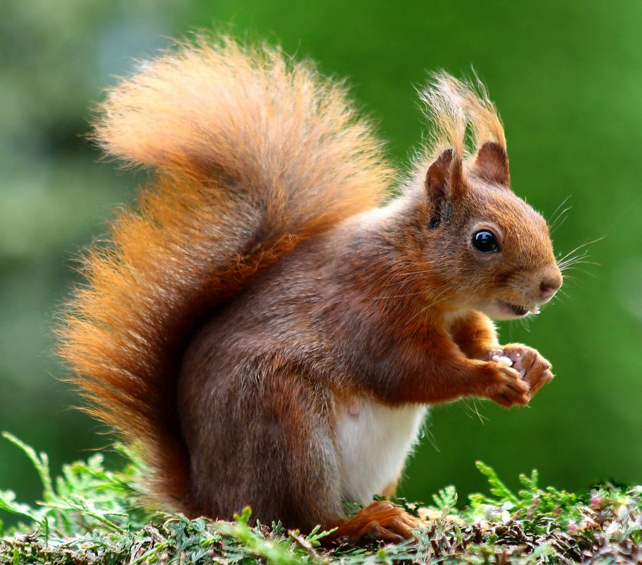 Rode eekhoorn eet in natuur.