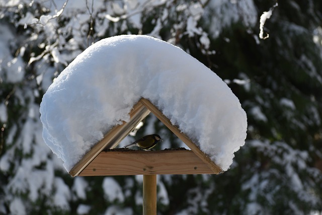 Vogel eet in besneeuwde voederhuisje.