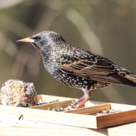 vogels voeren zonder ongedierte