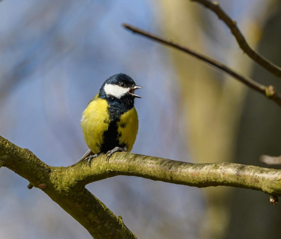 Zingende koolmees op tak in natuur.
