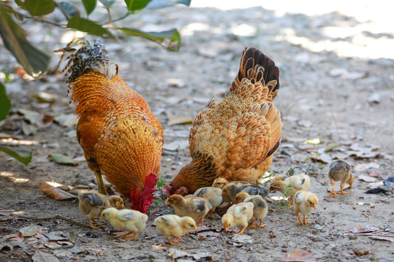 Wat mogen kippen wel en niet eten? Een complete handleiding!