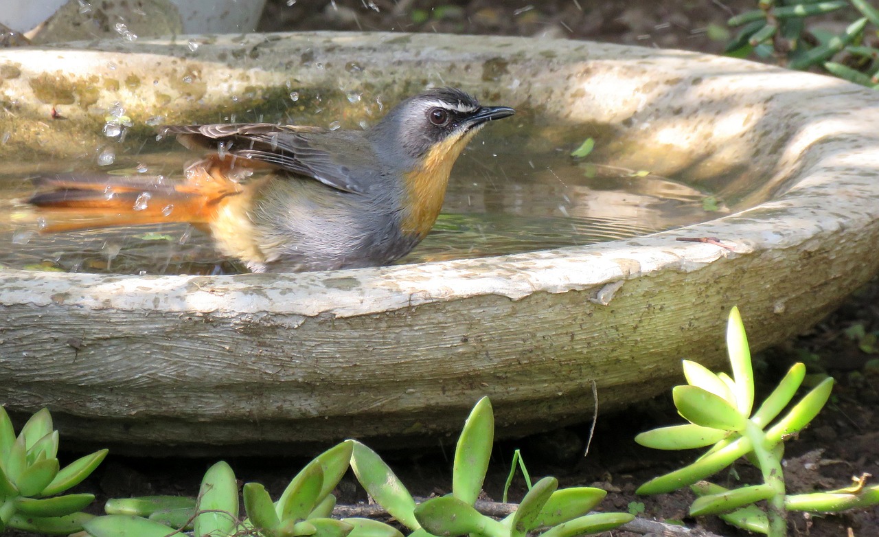 vogelbadje in de tuin